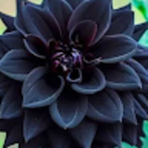 Meet your Posher, The